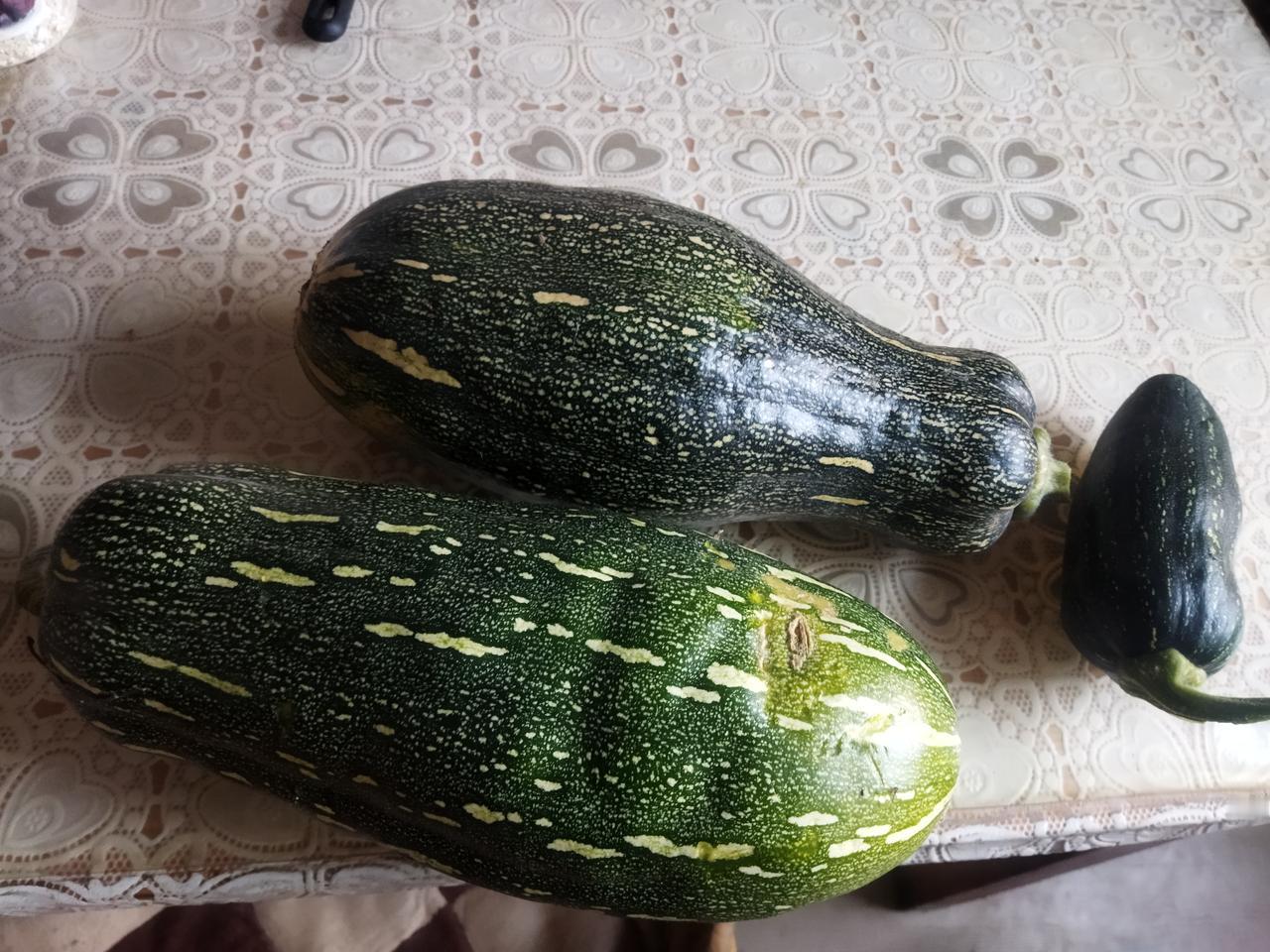 今年春天的时候做饭，南瓜种子不少，我就随手埋在了地里，再也没管它。
没想到生命力