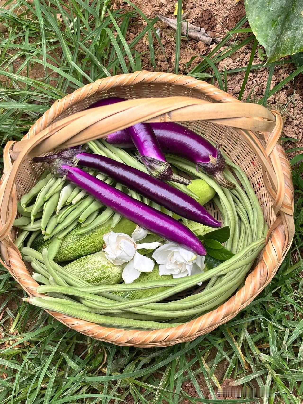 都是自己家菜园子里的菜，
你们说回乡下住哪里不好吗？
我感觉非常好，多健康多绿色