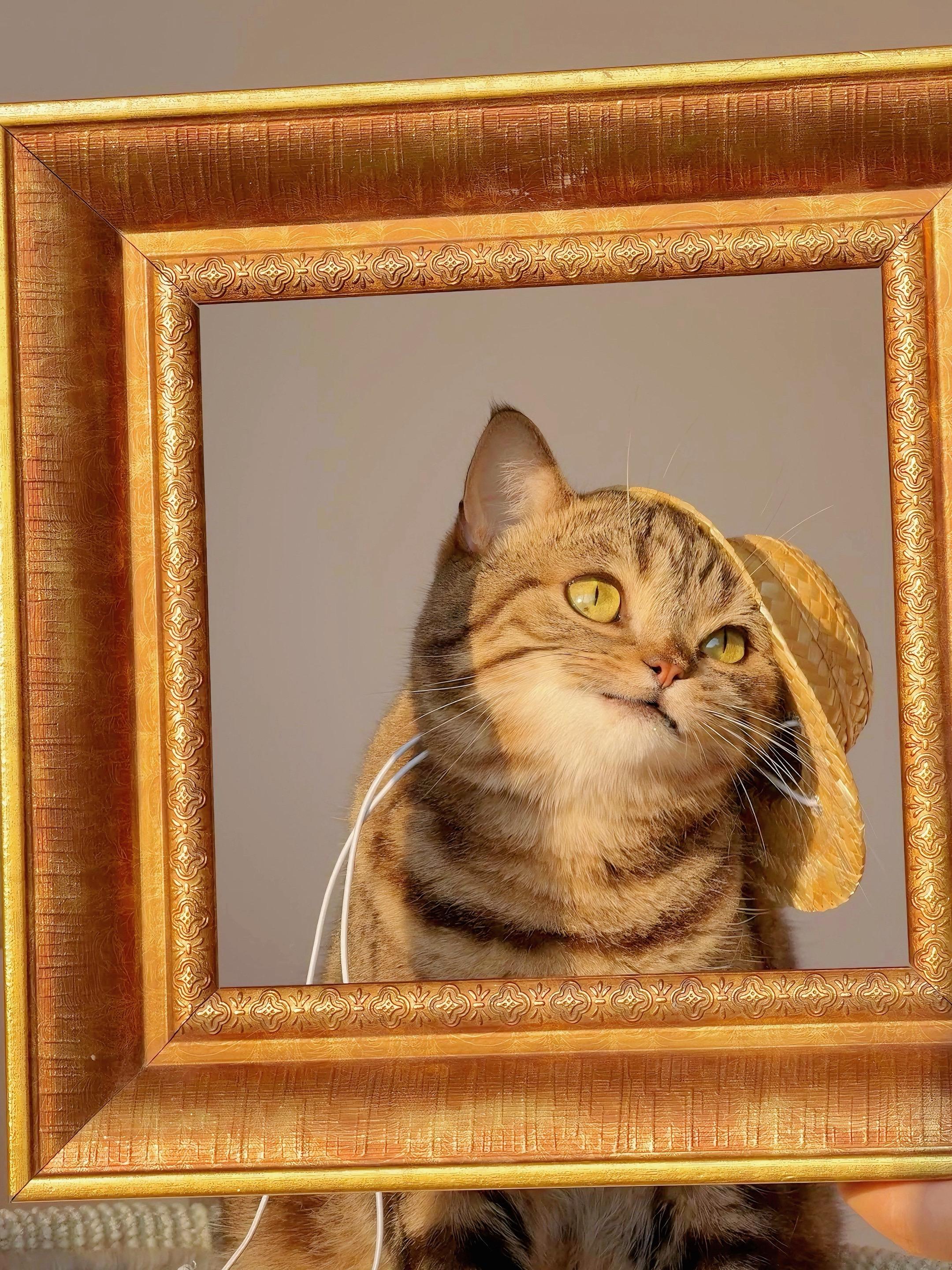 这是我画的猫。评价一下