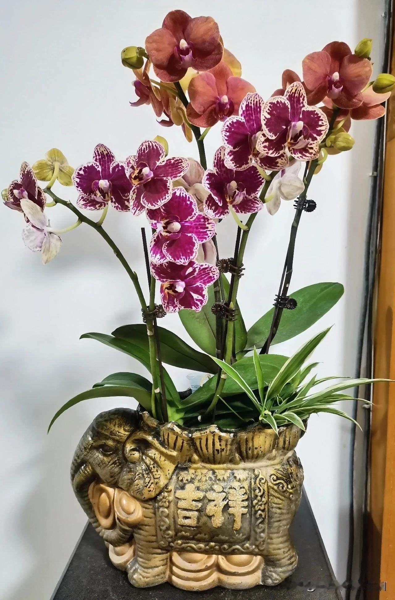 ，看看谁的更美今年消费降级，春节分别花23元和18元买了2杯小蝴蝶兰。
回家找了