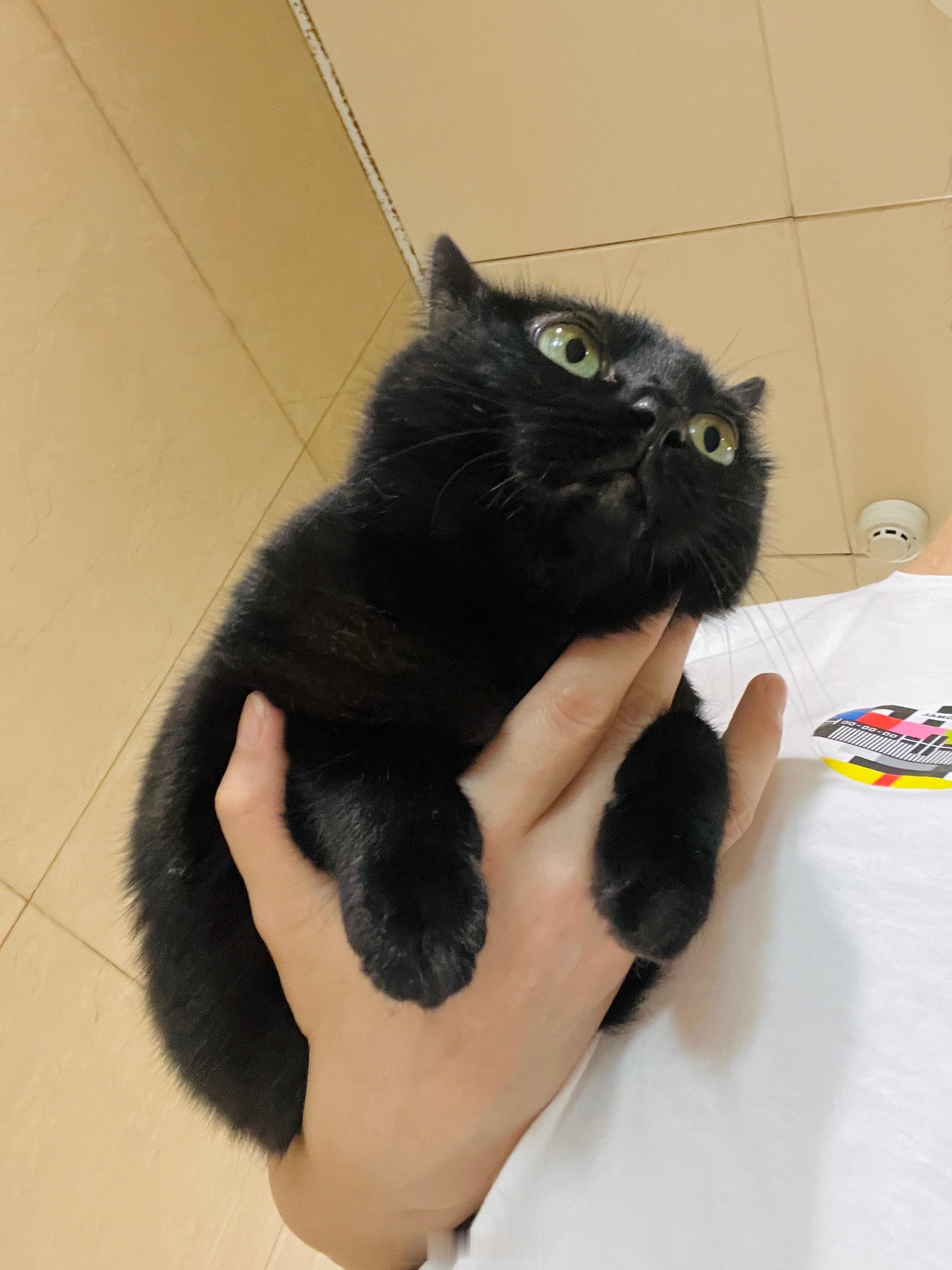 已經習慣有家的生活，出巡一下還是很開心～#蝦蝦不可以太可愛# ​​​