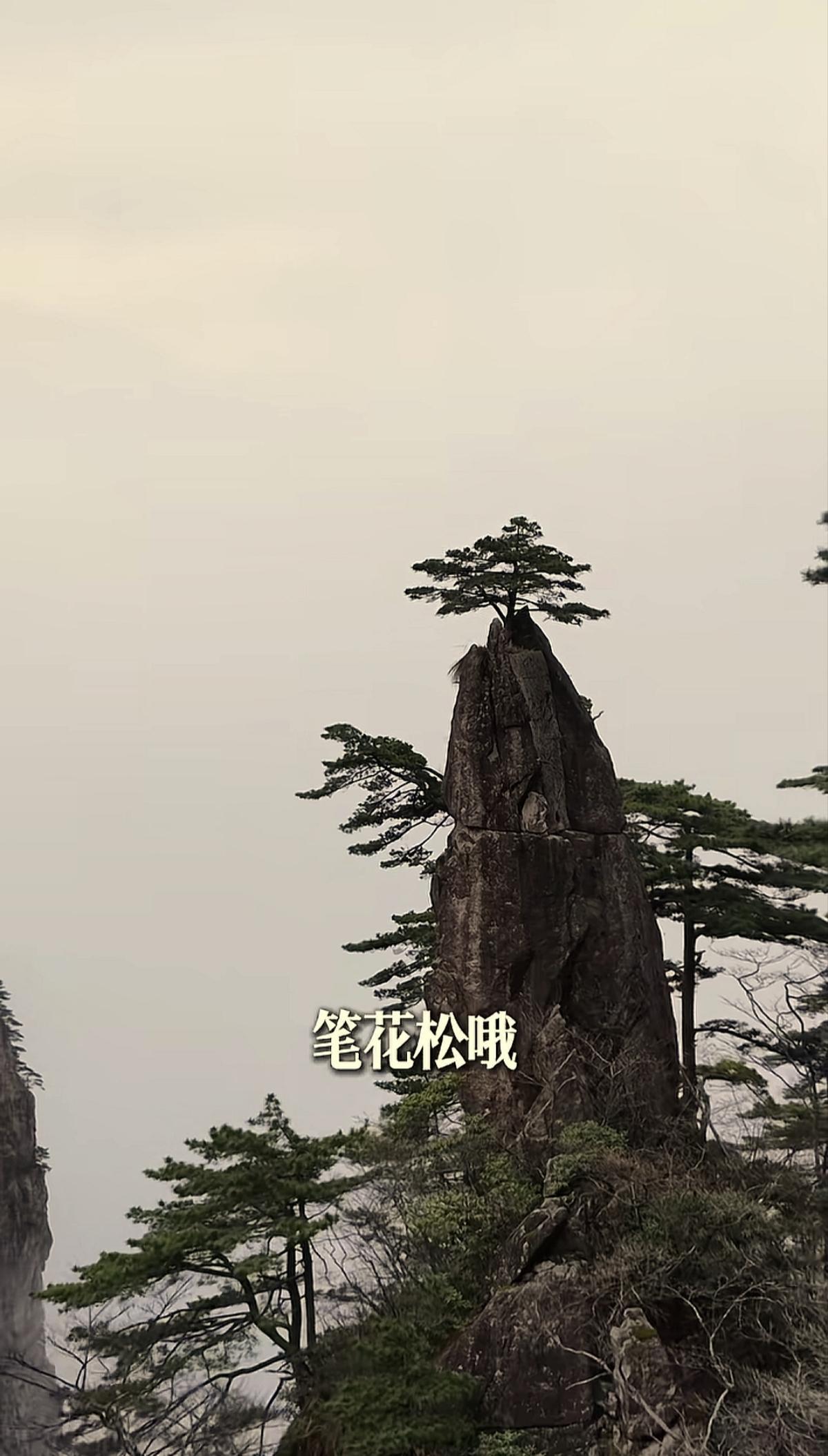 要知松高洁，待到雪化时。黄山松韵