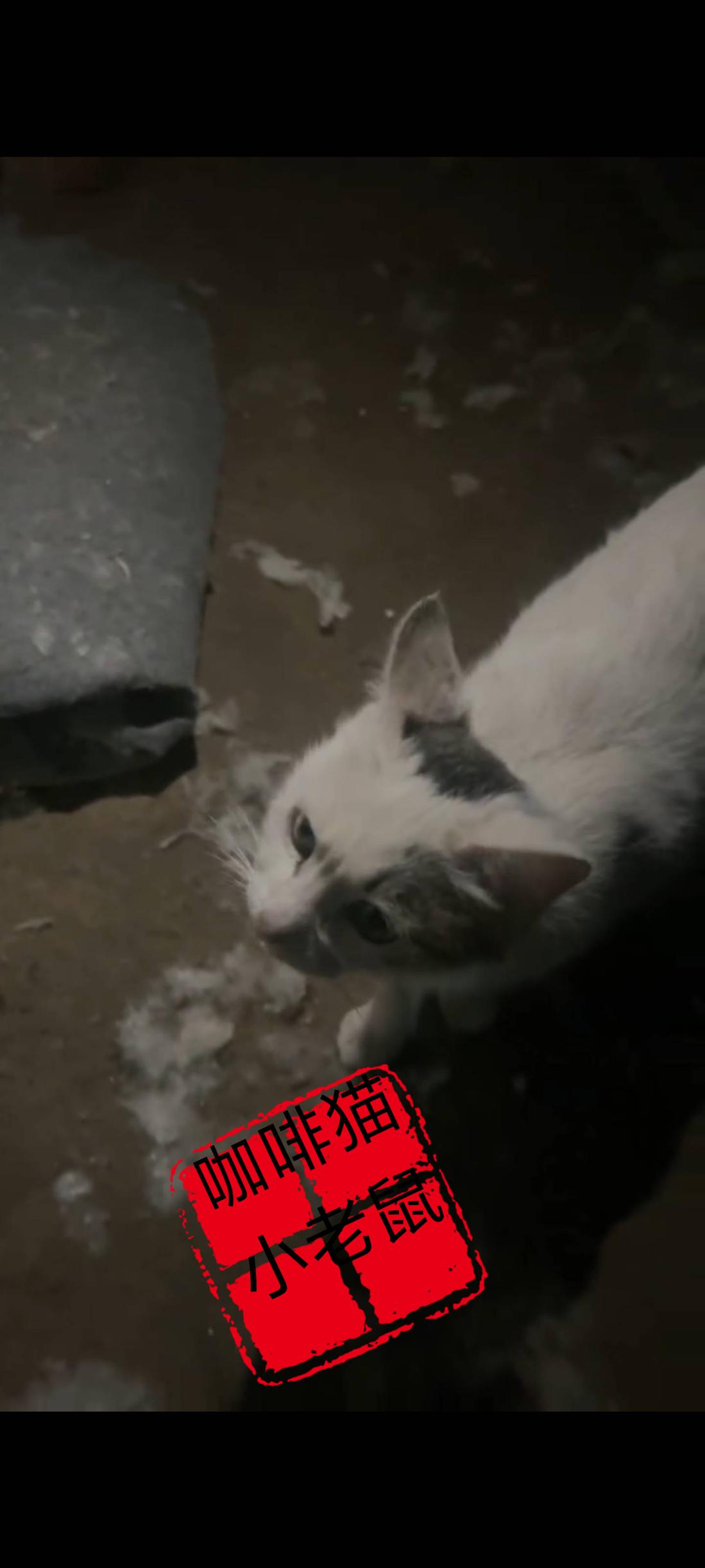 猫妈妈为了养活自己的宝宝，竟然将她们带到了楼道口的一处地下室里面给安顿了起来，不
