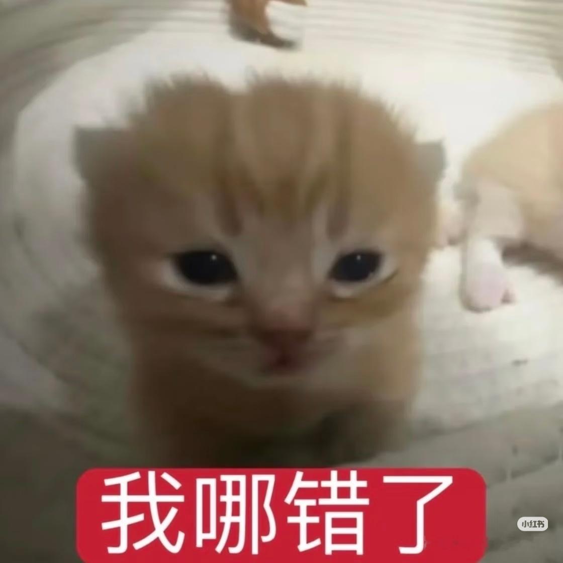 sgr每天就这样看着jbb 