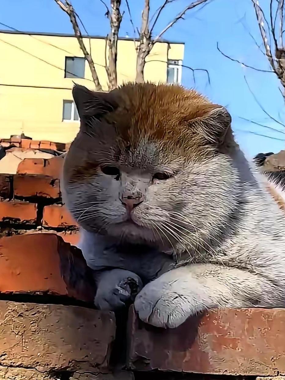 这是一只又憨又肥的脏脏猫！
它在农村长大。每天最大的乐趣是趴在墙头，等着人投喂。