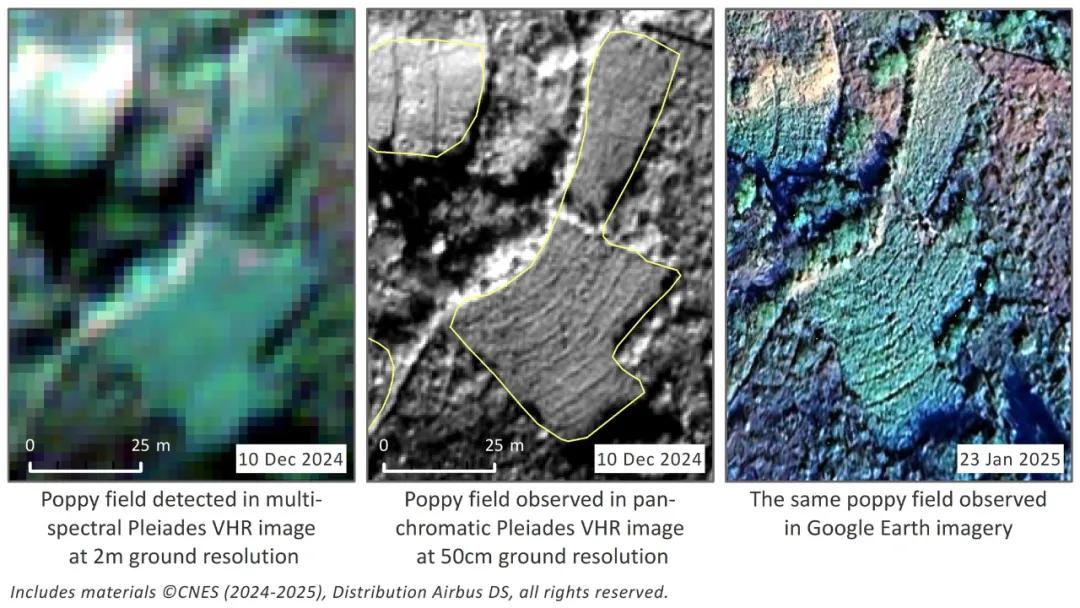 缅甸罂粟种植狂飙 2025创新高，联合国发出严重警告