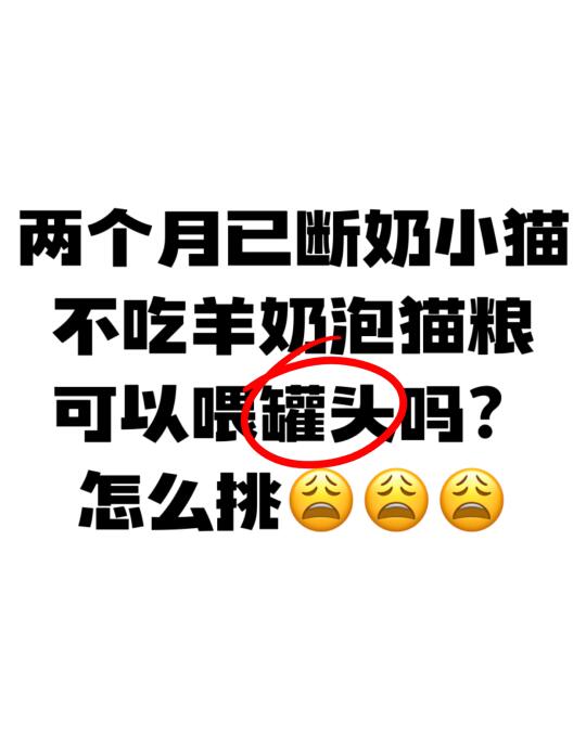 离乳期幼猫能吃猫罐头吗？怎么挑？