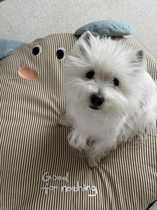 怎么我的小狗和垫子长得一模一样👀