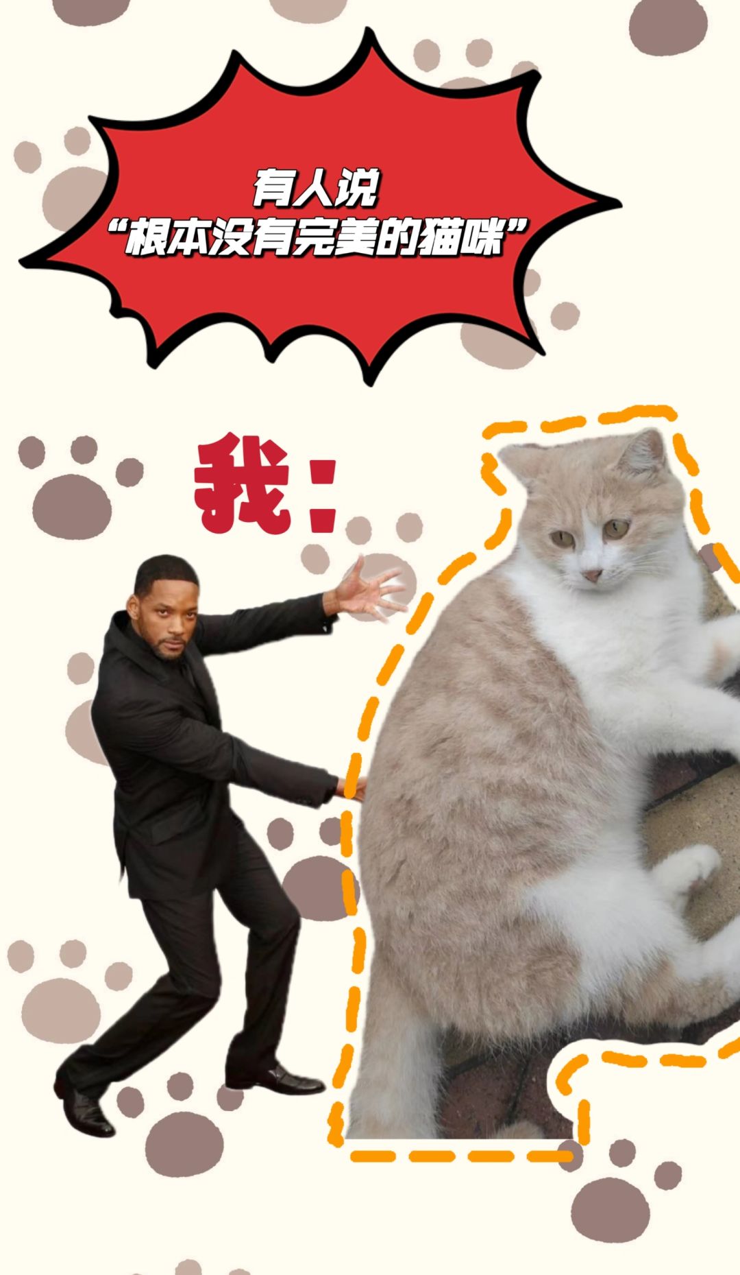 河师大校猫领养大全！
