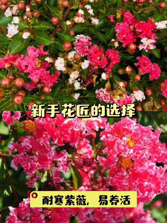 🌸紫薇花下的闲适生活🌿