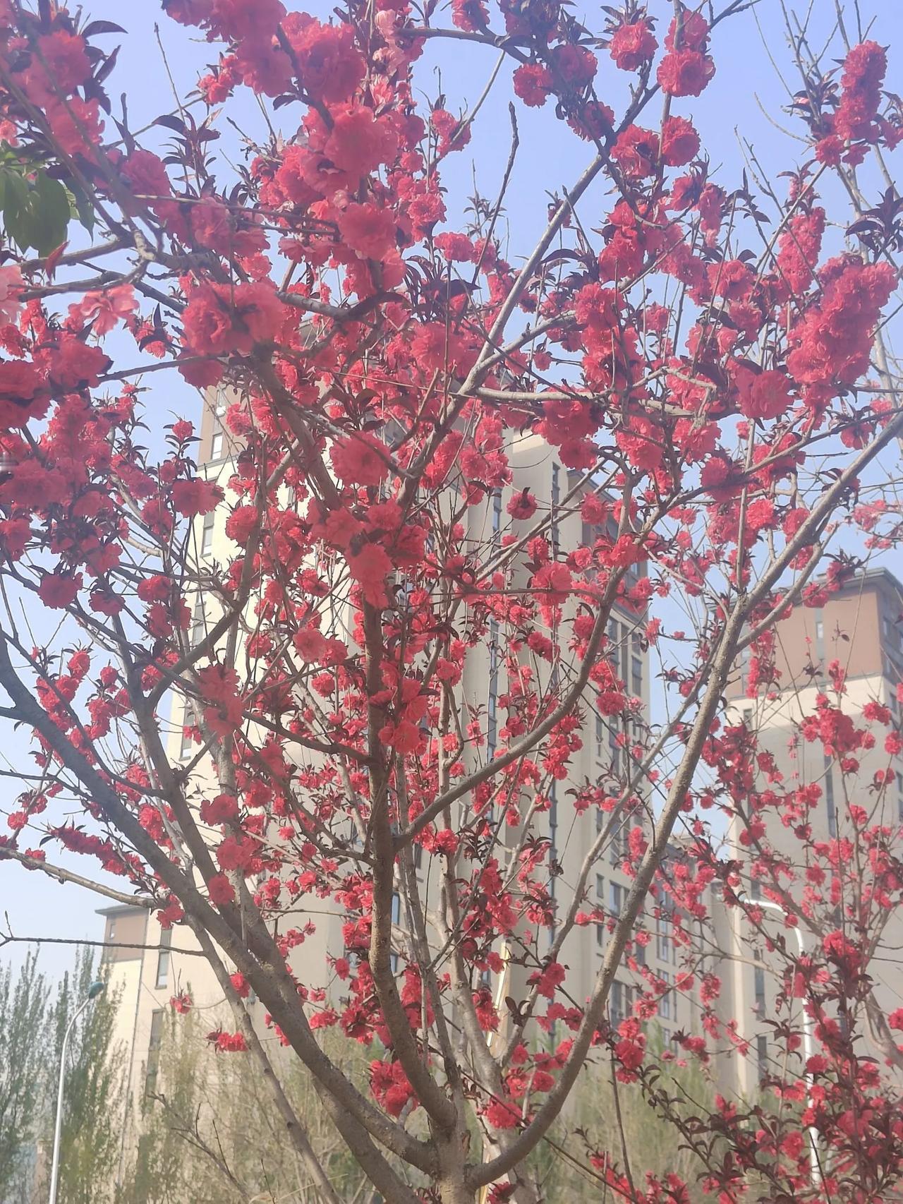 分享漂亮的桃花