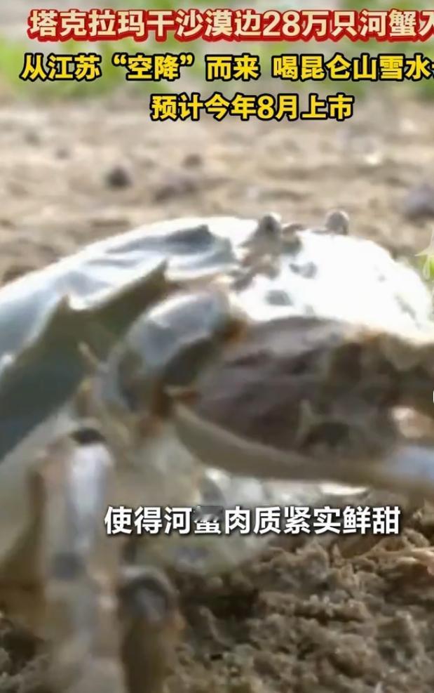 沙漠逆袭养河蟹！28万只蟹苗千里空降塔克拉玛干
谁能想象，漫天风沙的塔克拉玛干沙