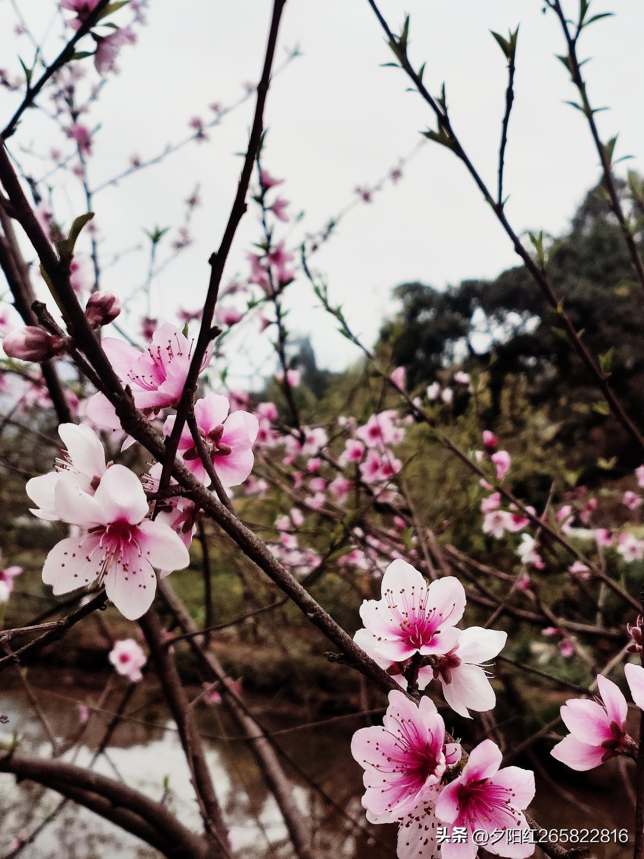 上联:细雨催开花万朵
下联:微风拂醒柳千条