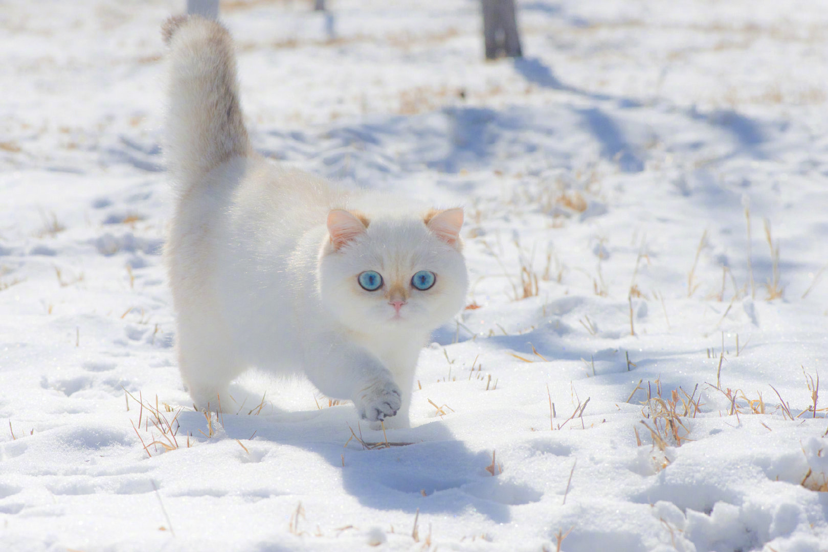 雪顶焦糖玛奇朵 ​​​