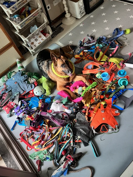 德牧|妈妈给你打下的江山