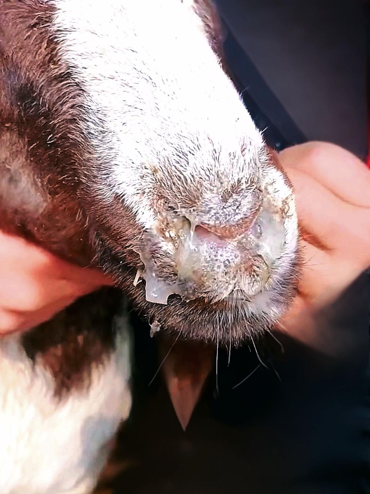 养羊人  牛羊感冒流鼻涕 农村养羊