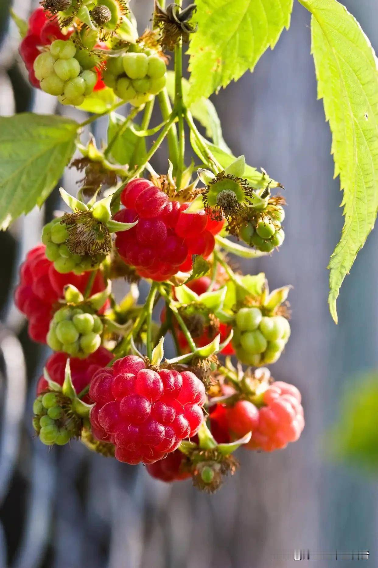 胃堵便乱：根源在脾胃运化失常，健脾消食先减负
 
大家好，我是中医陈大夫！
 