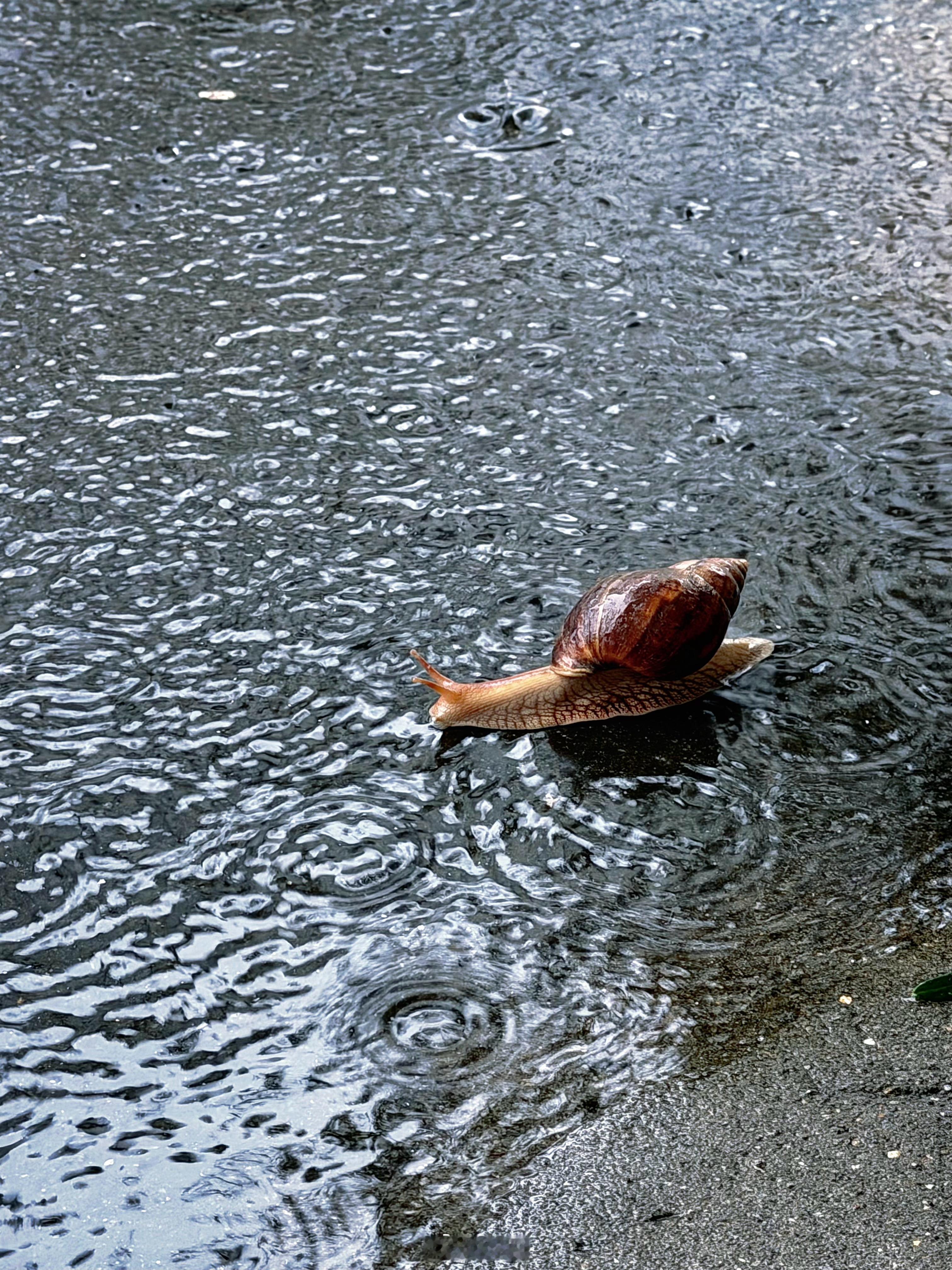 非洲大蜗牛🐌🌧️🌀 