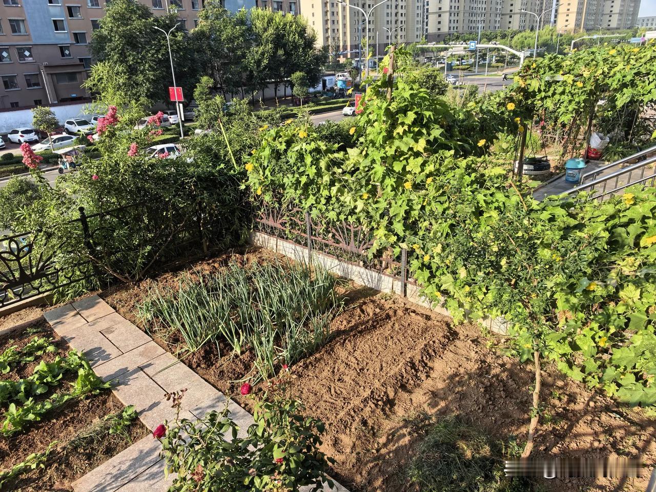 昨天忙活了一天，终于把地里的杂草清理干净了，虽然立秋好多天了，但是气温还是非常的