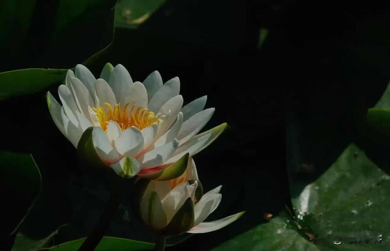 陶然亭的睡莲现在盛开了，一片位于东门左拐不远处，另外一片在白色亭子附近。这种白色