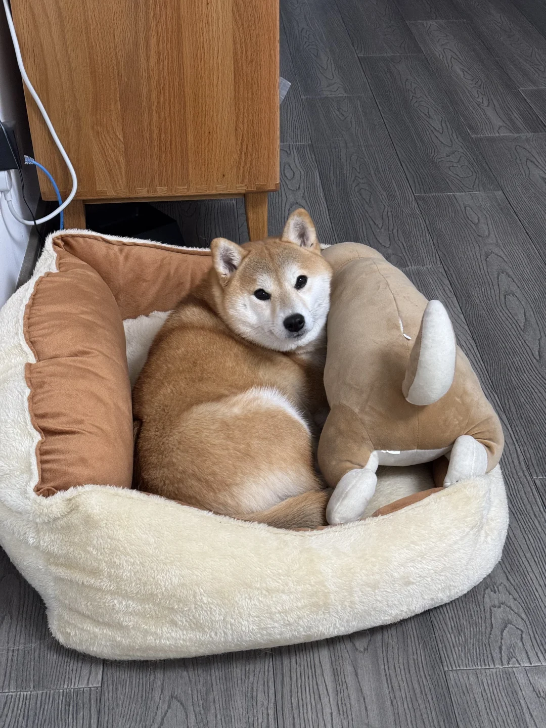 今日陪睡：狗娃娃