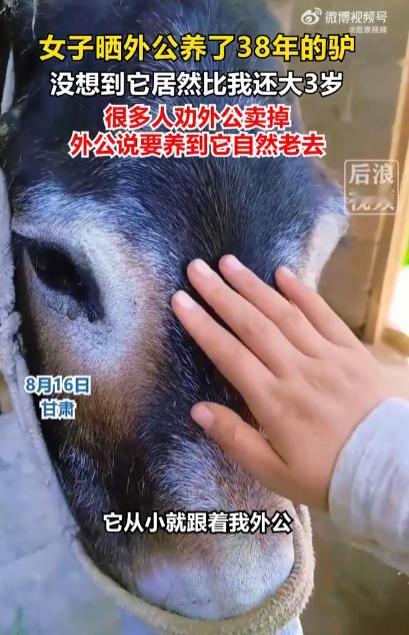 甘肃，女子78岁外公养了一头38岁的毛驴，远超家驴25-30岁的平均寿命。女子感