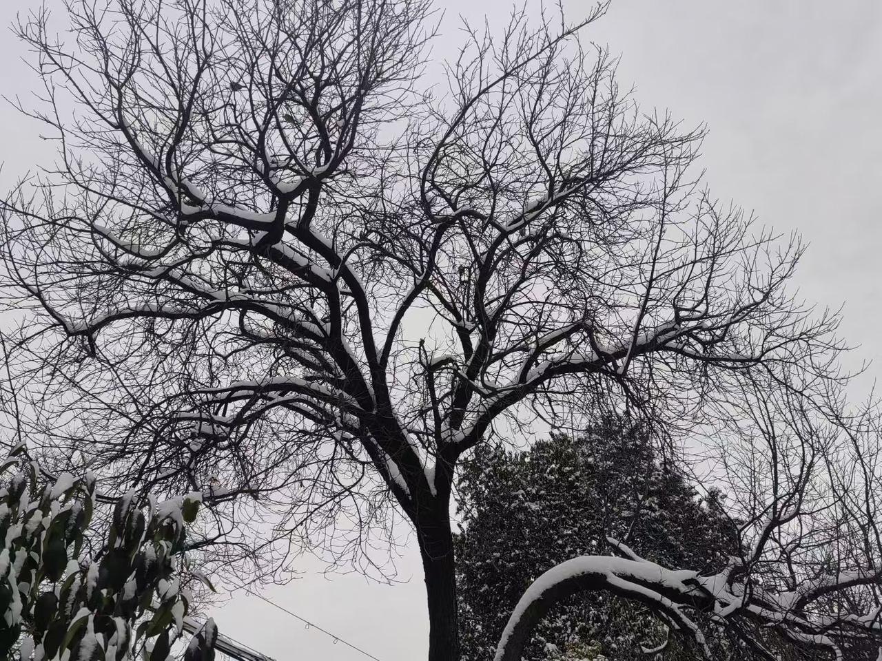落雪感怀

雪，轻飘飘落下
温柔而含蓄
每一片都带着它独有的姿态
在空中悠然地打
