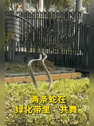 最近，广东某地出现了一次“双蛇跳舞”的奇观。

     “双蛇跳舞”这种现象在
