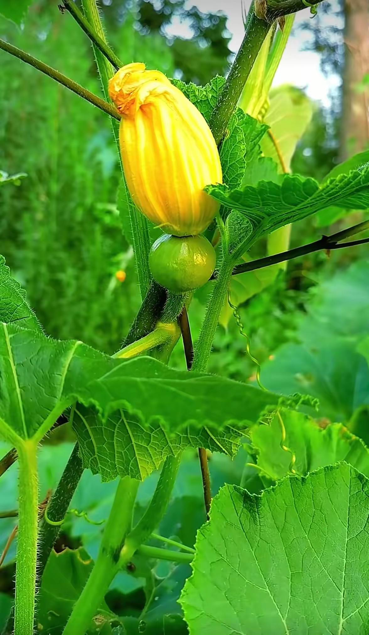 南瓜花鸟不多见，黄花绿瓜真好看，
作者抓拍时机好，网友看了都点赞。