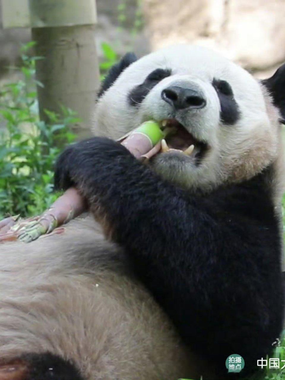 熊猫守护者[超话] 熊猫的快乐很简单，一根鲜嫩竹笋就足够。躺着吃，坐着吃，怎么舒