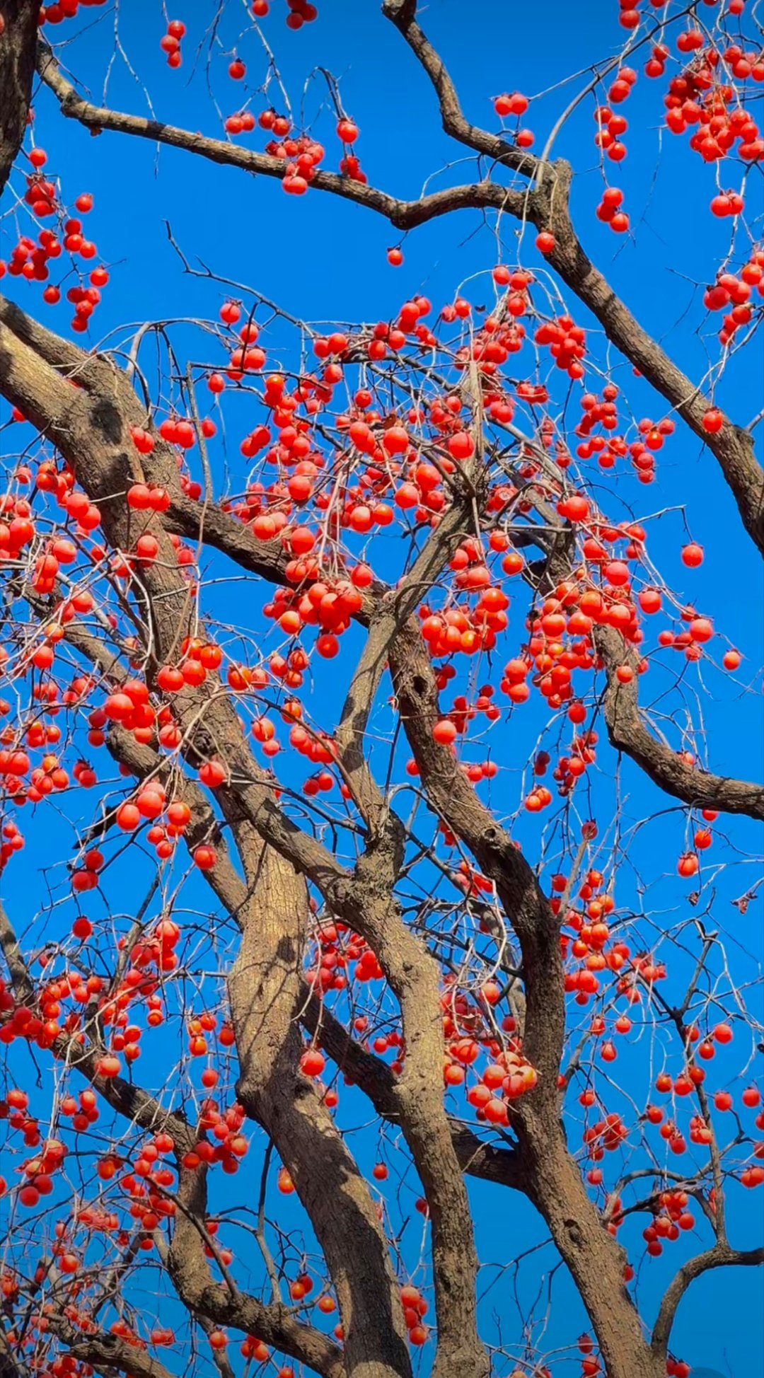 今日大雪节气，往后柿柿如意， 