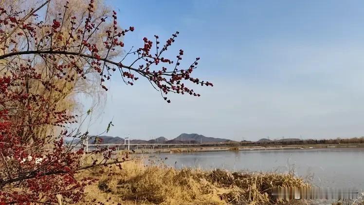 滦水湾公园的滦河水结冰了
虽然这里
冬季里没有了绿植的点缀
但在蓝天的映衬下
高