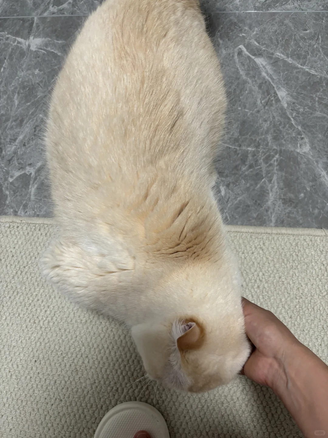 我的小猫怎么这么可爱呀