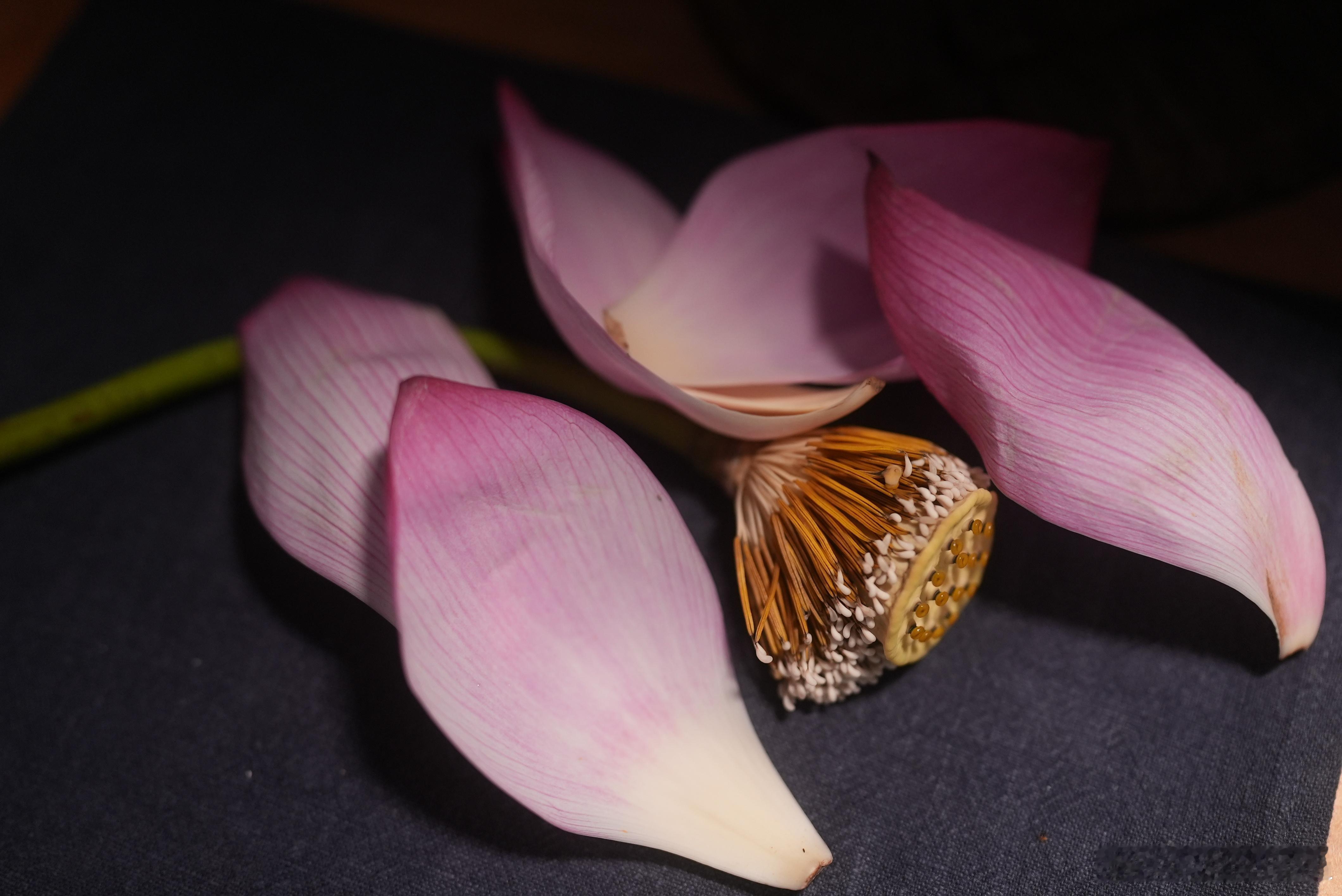 落花人独立 ​​​
