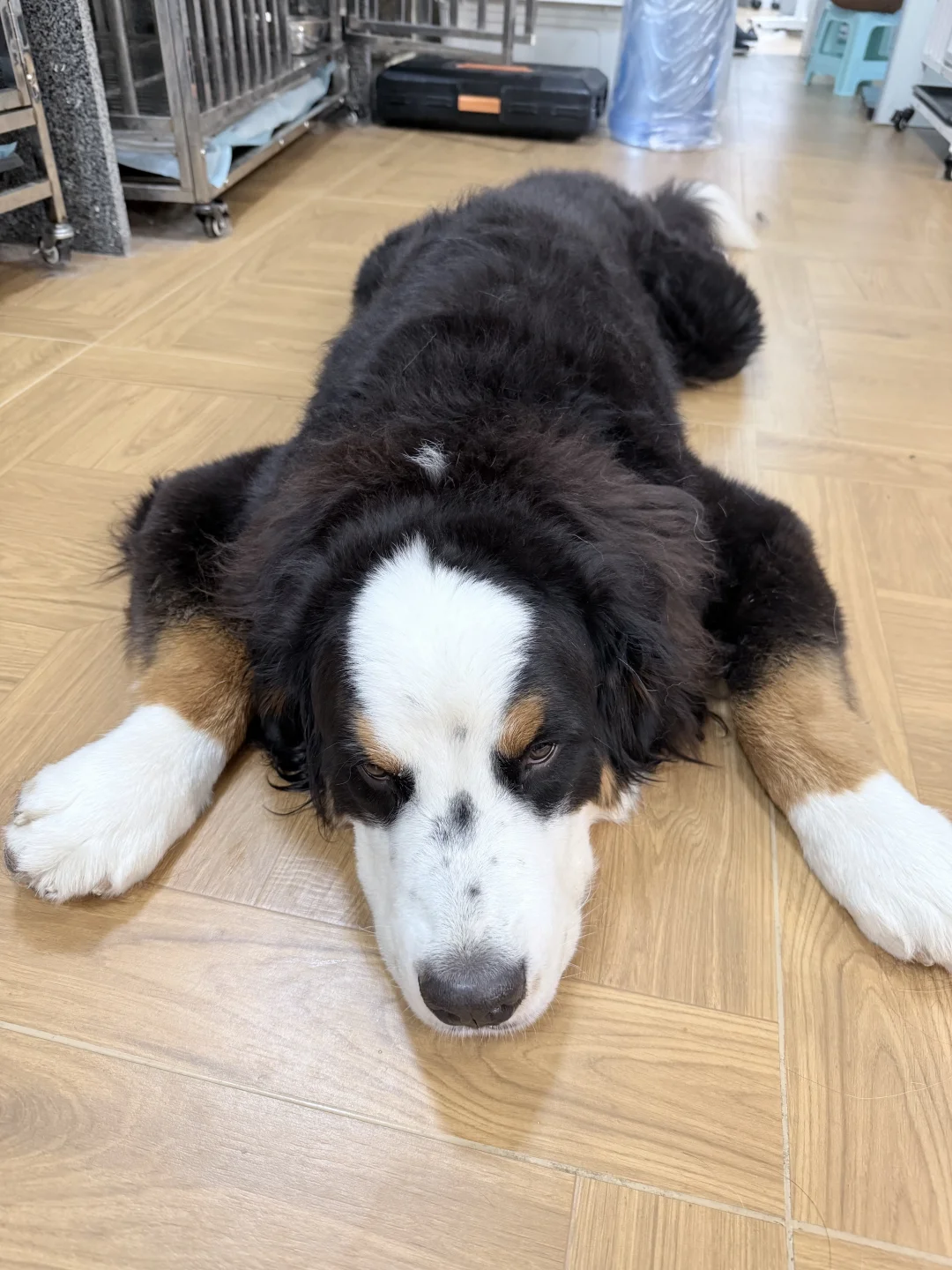 小伯板鸭趴