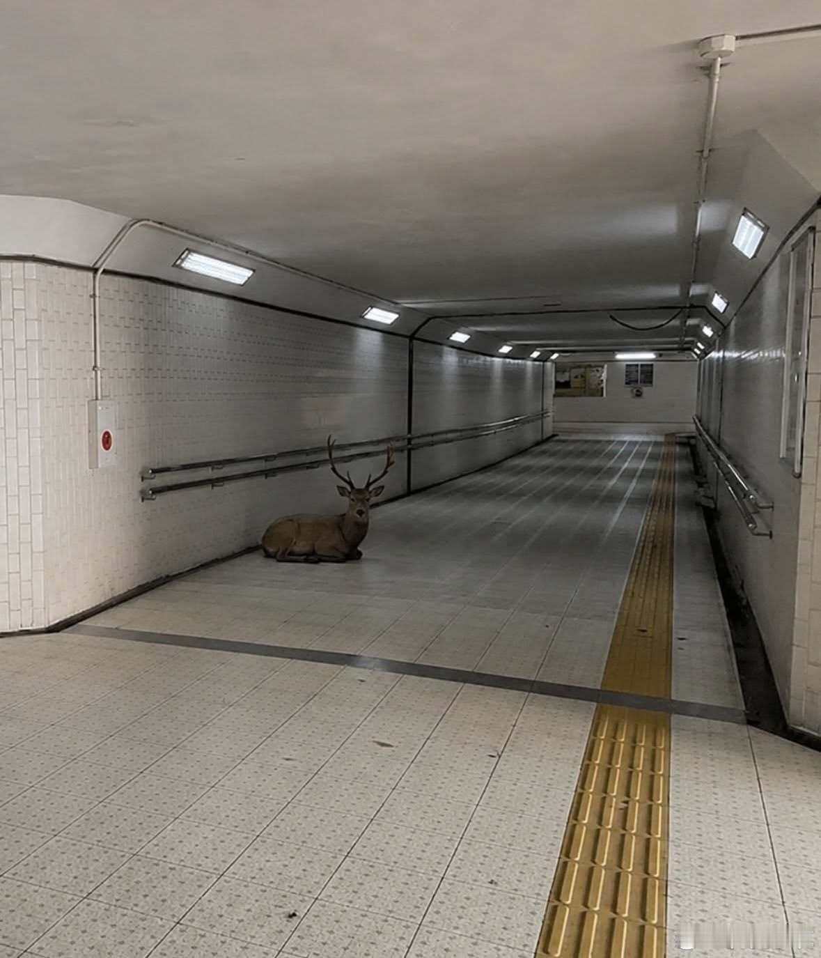 【 ８号出口🦌 】 ​​​