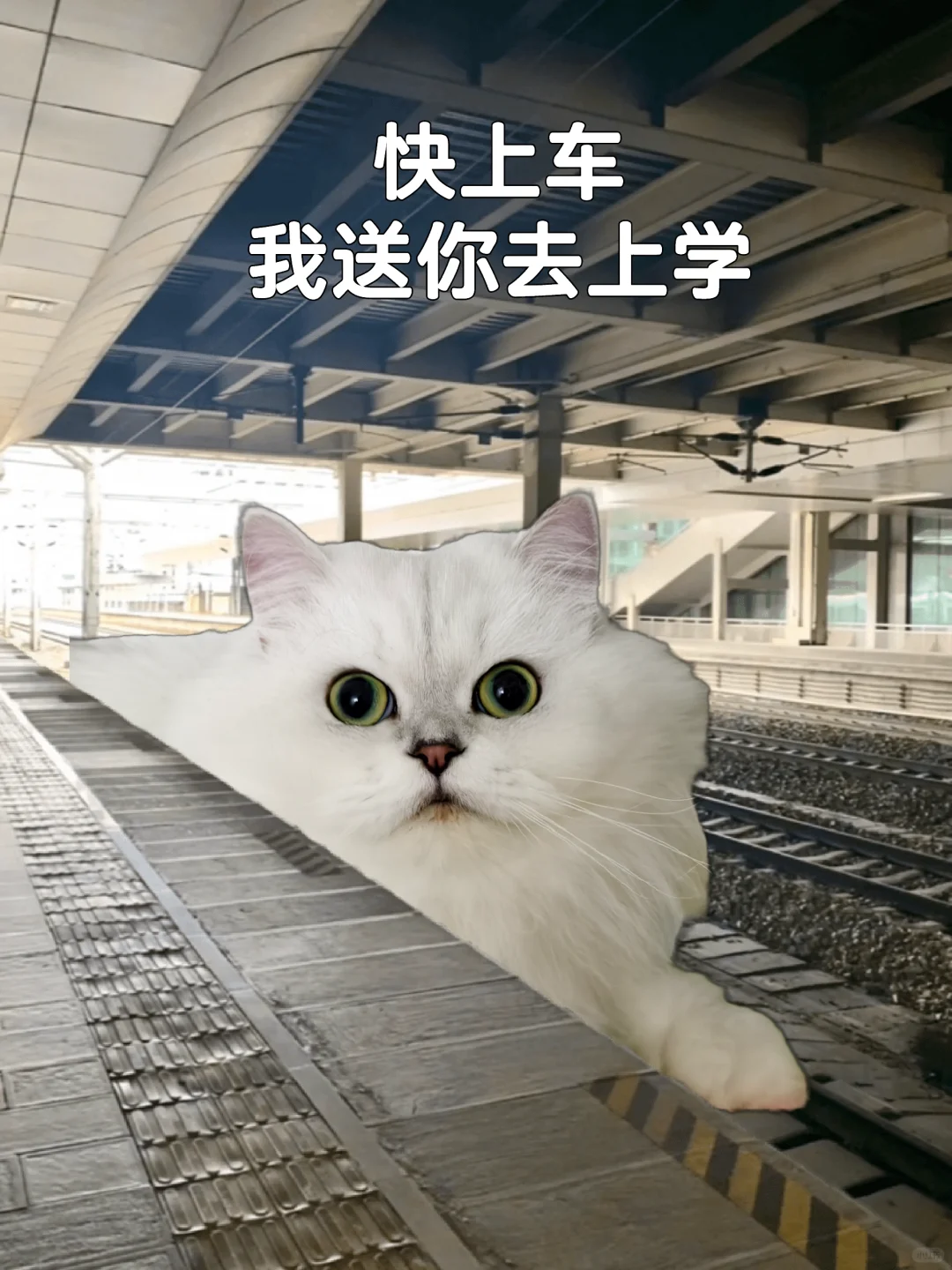 快上车！猫猫送你去上学！