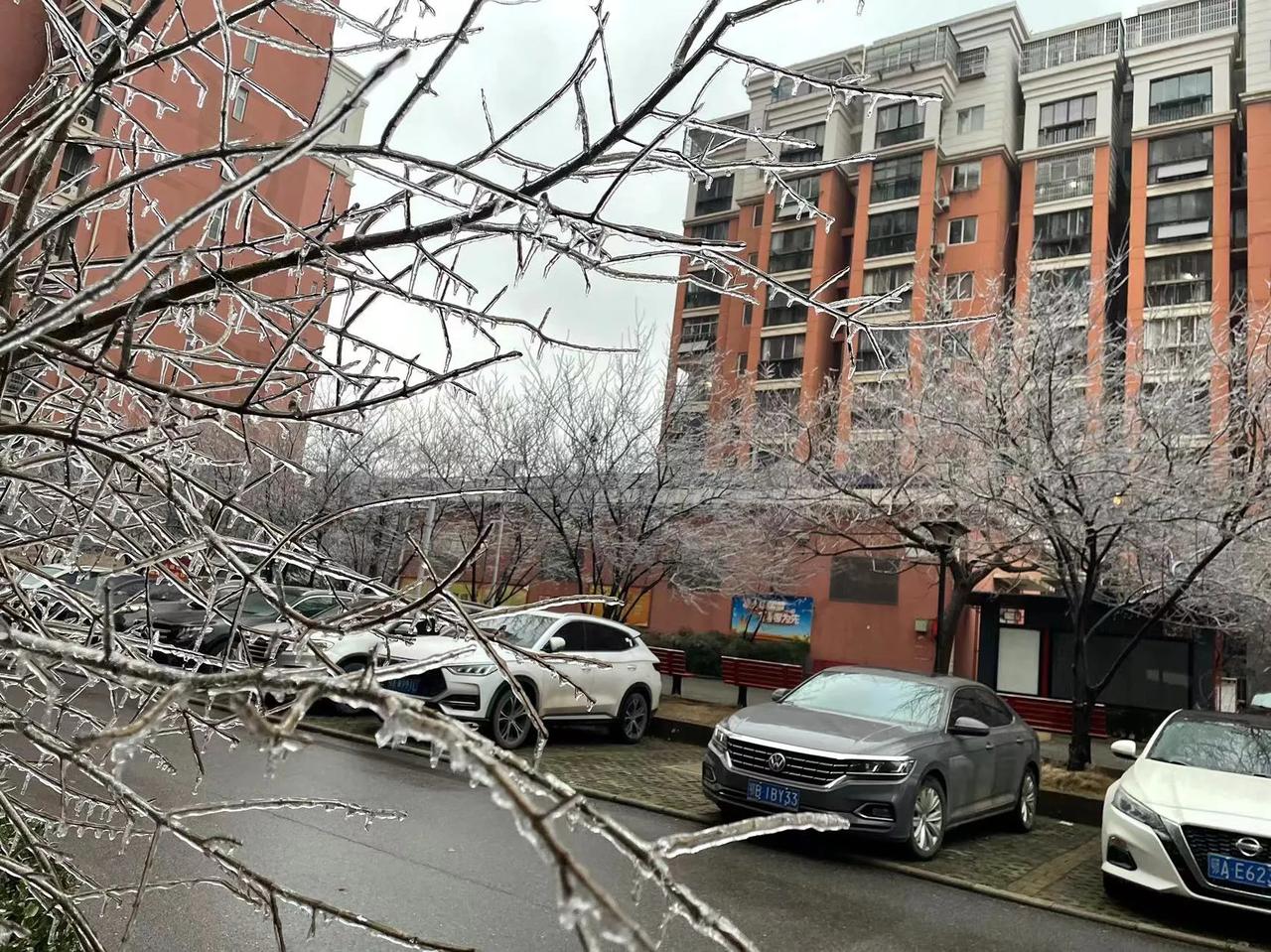 昨夜武汉下了一场冻雨，今天早上，武汉千树万树开满了银花！

铁树开银花，在北方冬
