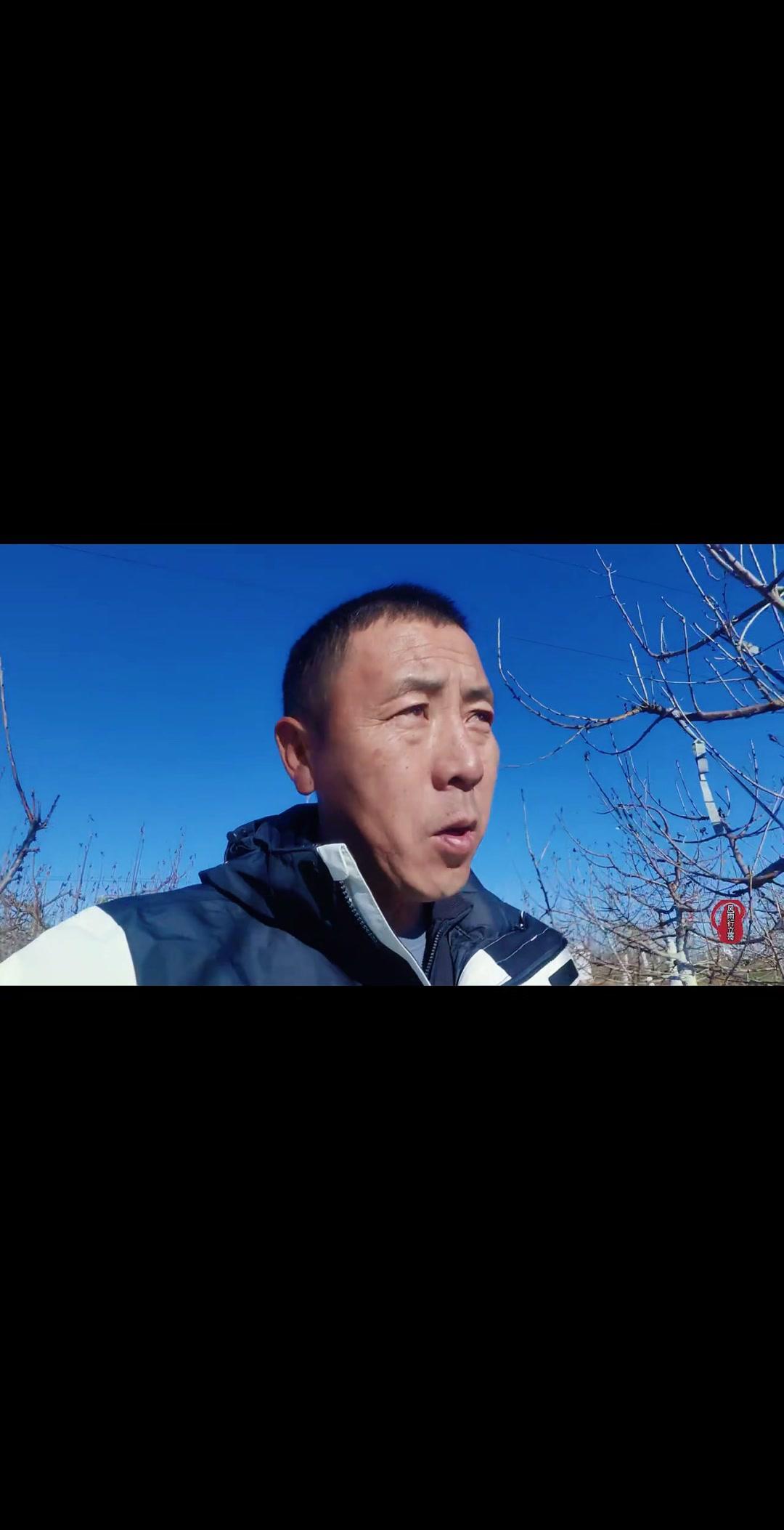 🍃大樱桃二三四年生幼树春季管理，刻芽是关键技术。这技术细致费功夫，很多人没做好