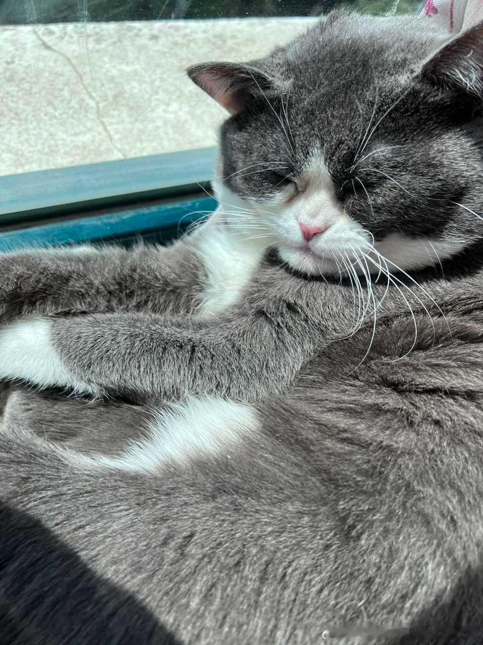 49559【丑猫】宝宝你晒个太阳咋变得这么老。。。 