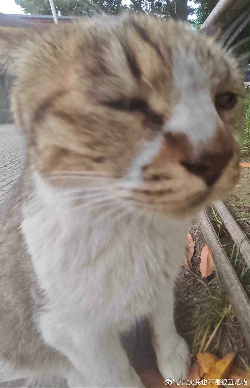 50460【丑猫】像那啥藏狐 