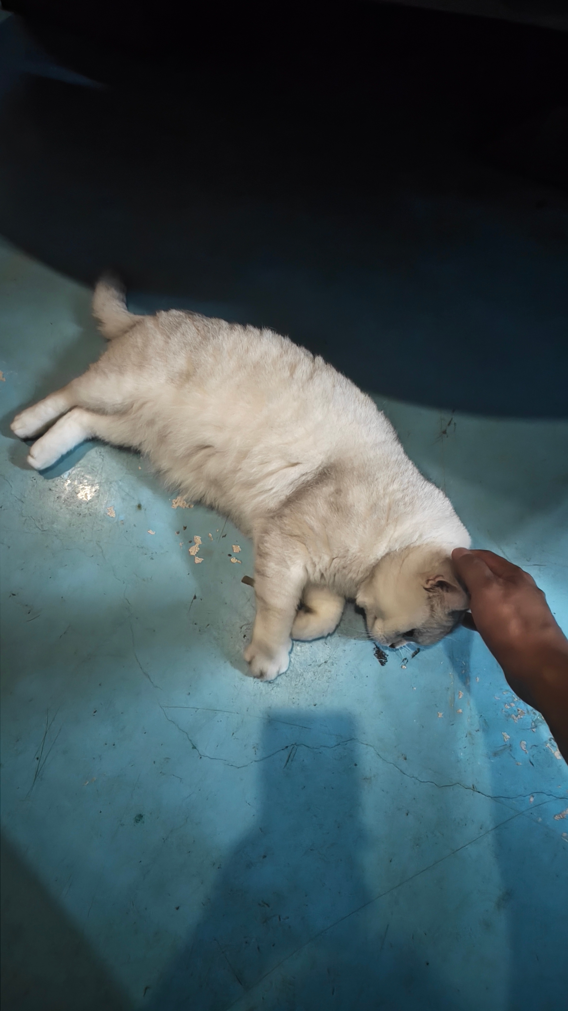 不知道哪家邻居的猫跑出来了