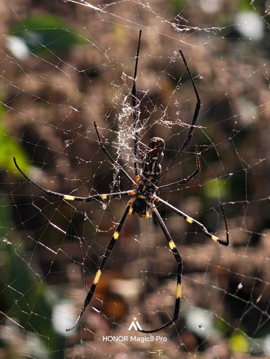 早鸭！这个大蜘蛛叫帮络新妇，看上去有点吓人 大理
