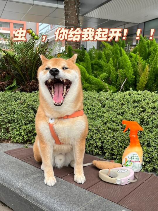 做个愉快的户外小猪🐷！！！