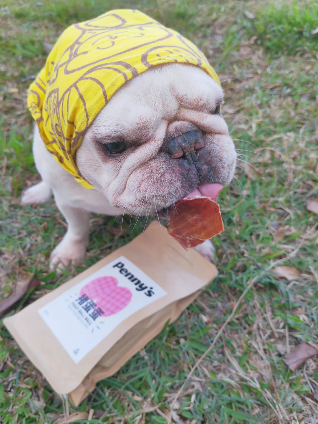 猪猪零食下肚  小狗快乐起飞🐷