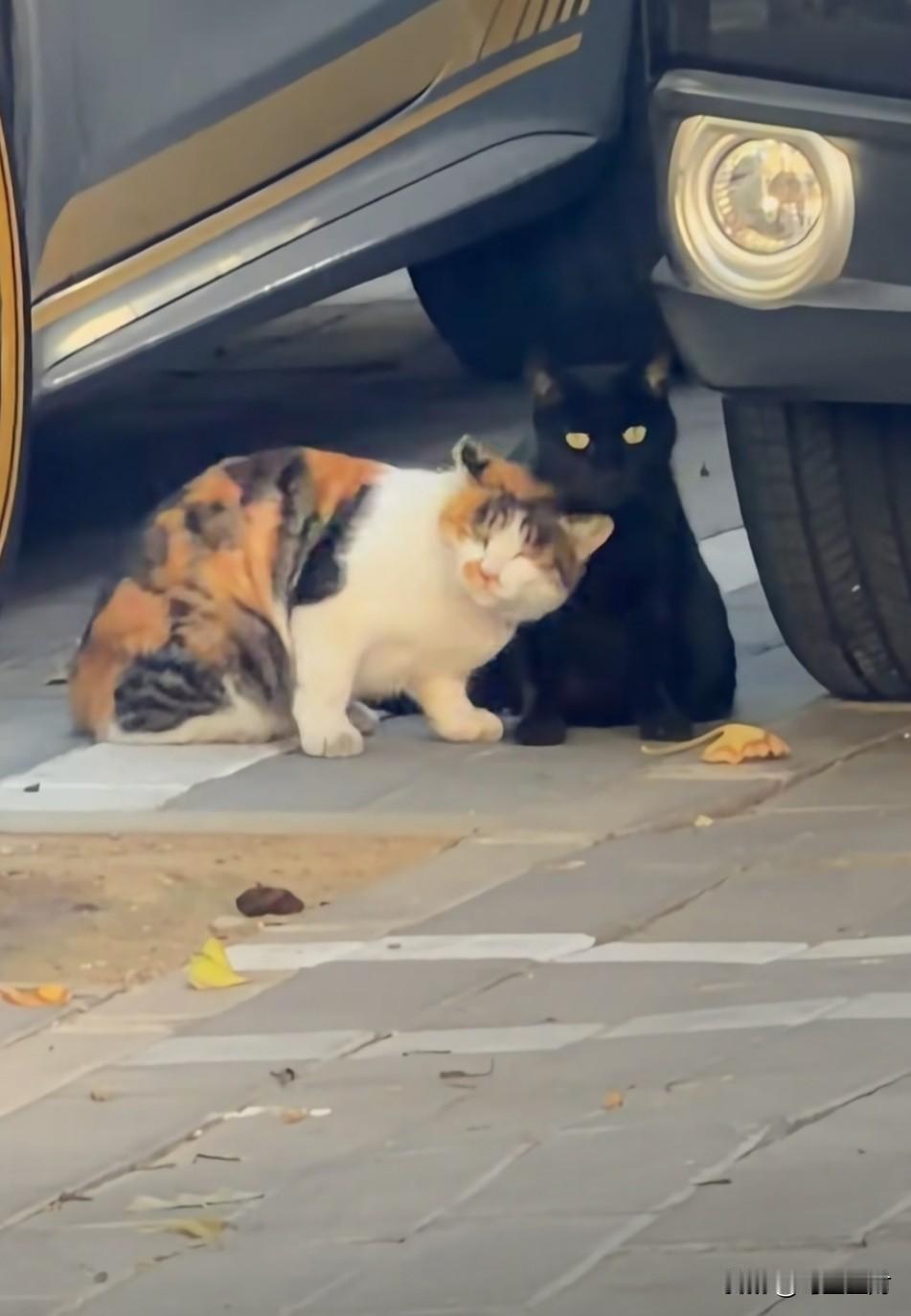 三花猫咪在猫界到底是漂亮还是丑，三花妹妹都这么主动了，黑皮体育生竟然无动于衷。