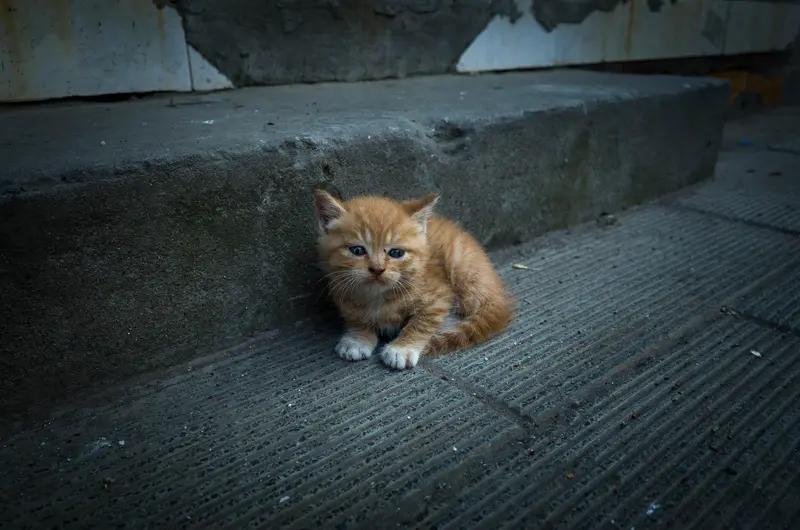 下班路上偶遇一只超乖的流浪小猫咪，本来只是多看了两眼，它居然主动凑过来蹭我，还轻