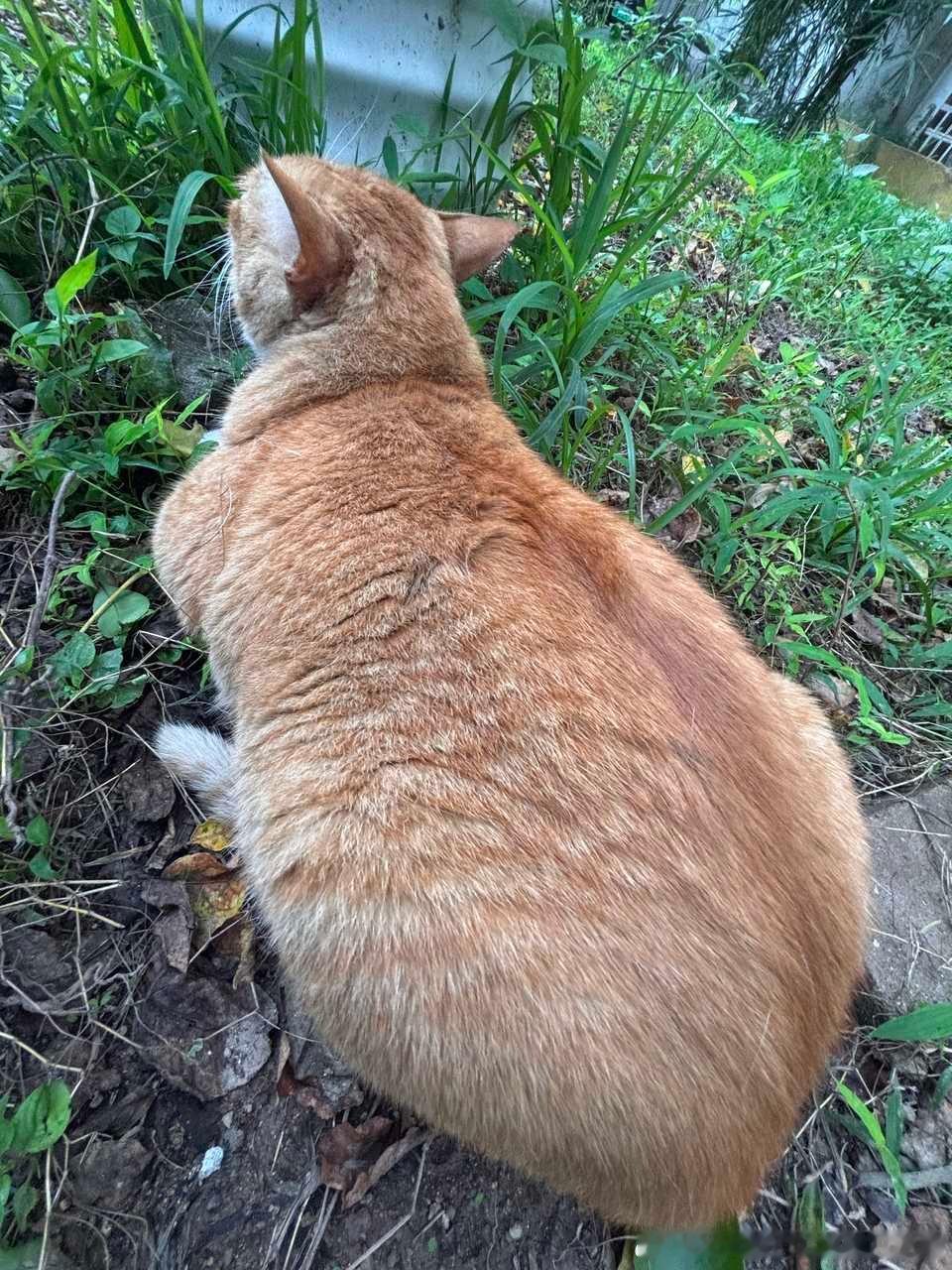 49626【丑猫】大皮古 