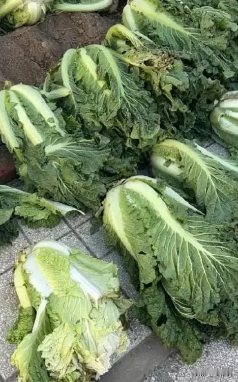 这么多年才想起算算这个账，这操心费力储存的大白菜，有意义吗？看来这年年储存大白菜