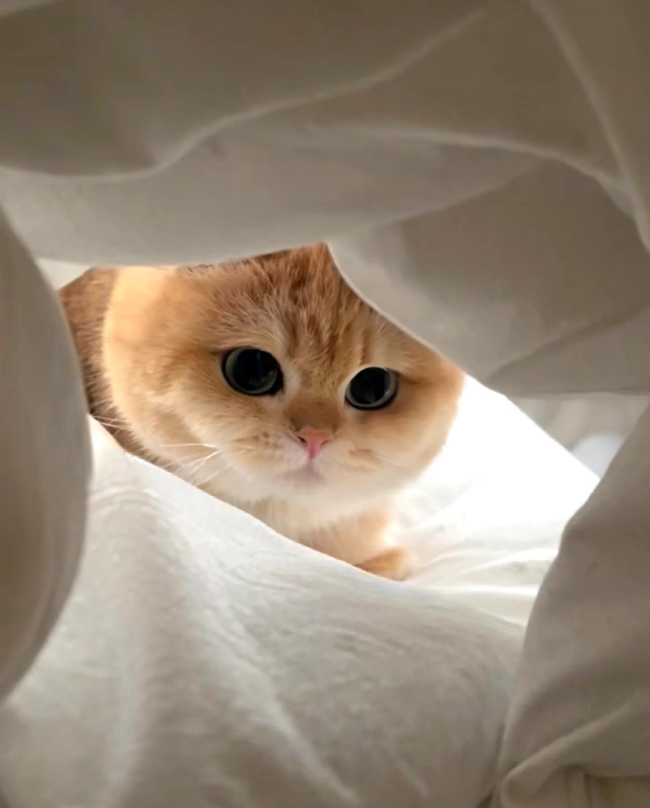昨晚和老公商量五一出游，把猫咪留在家，早上醒来我后悔了
 
昨晚睡前，我和老公躺